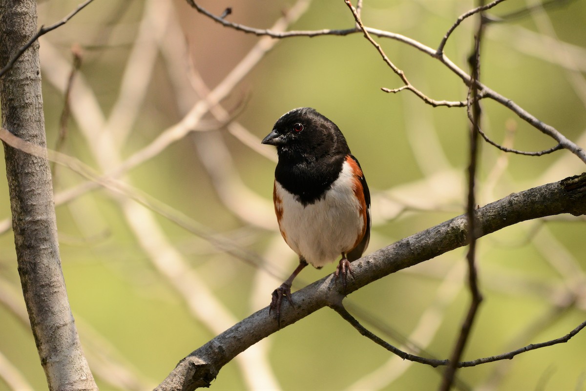 Eastern Towhee - ML237040811