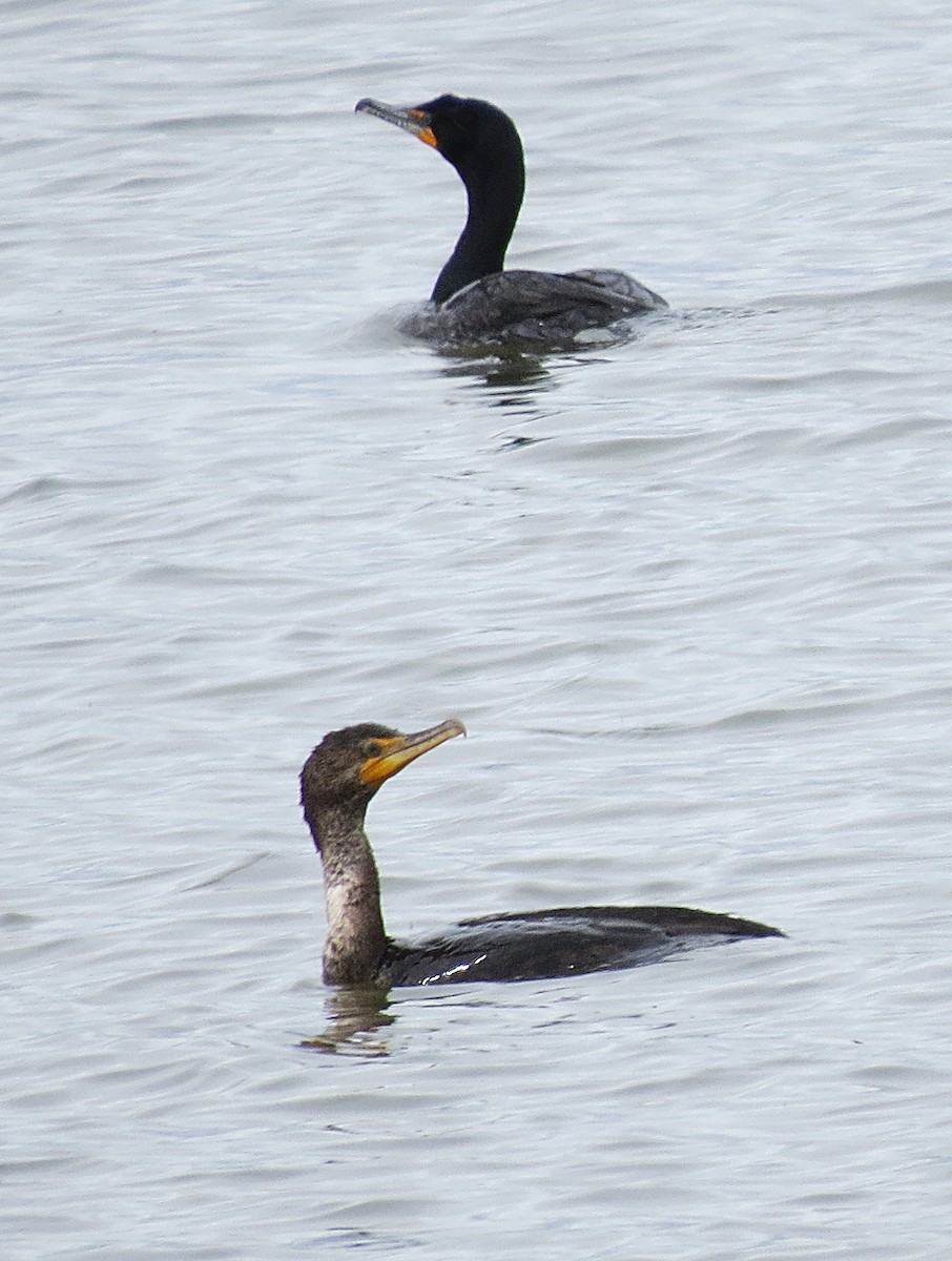 Cormoran à aigrettes - ML237041551