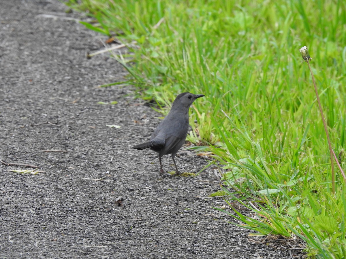 Gray Catbird - Joe Sudomir