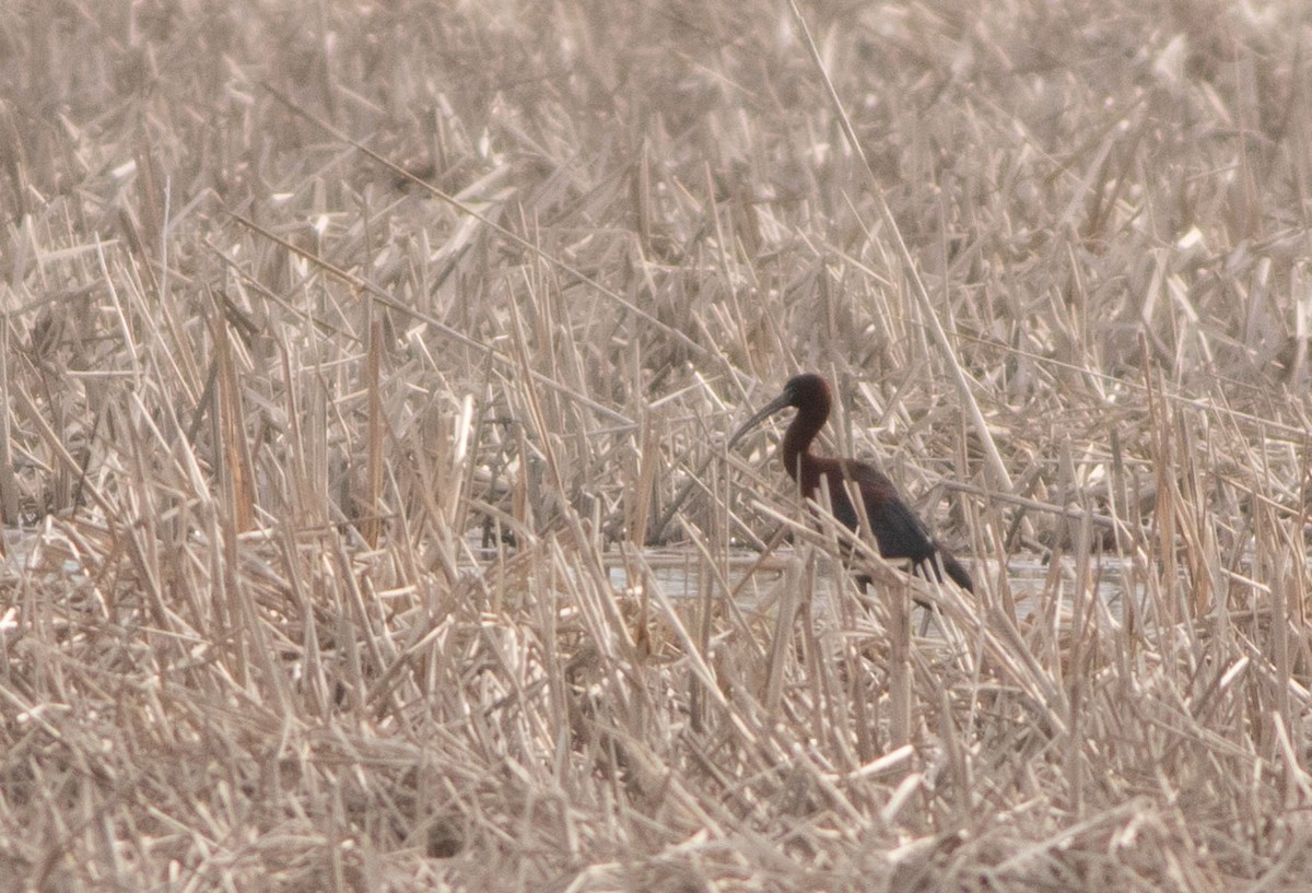 Glossy Ibis - Logan Baldwin