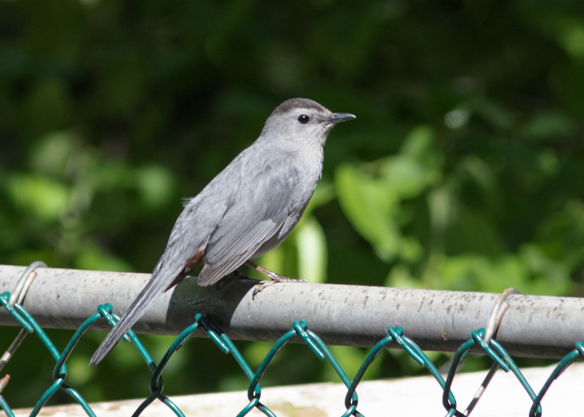 Gray Catbird - ML237045381