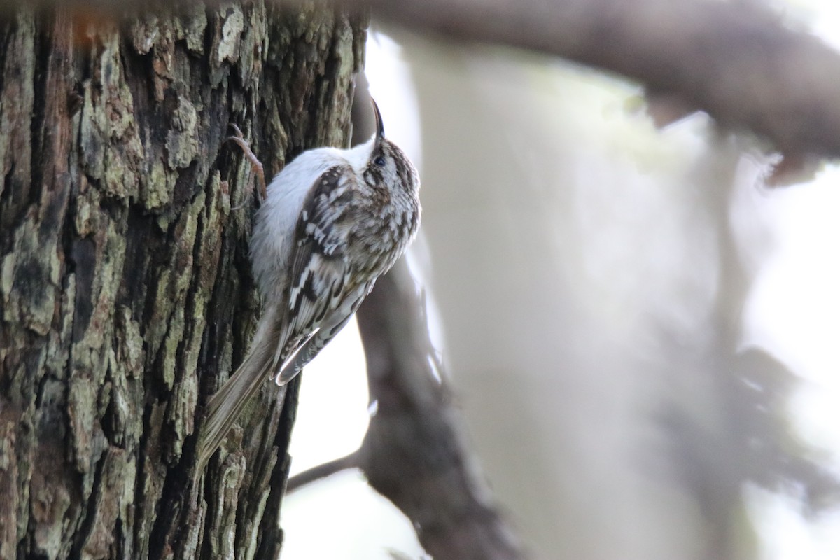 Brown Creeper - ML237046761