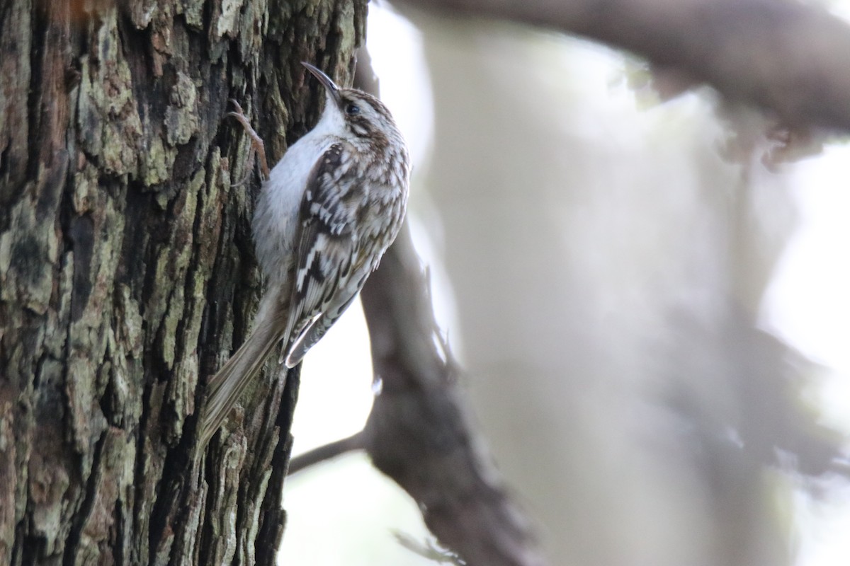 Brown Creeper - ML237046771