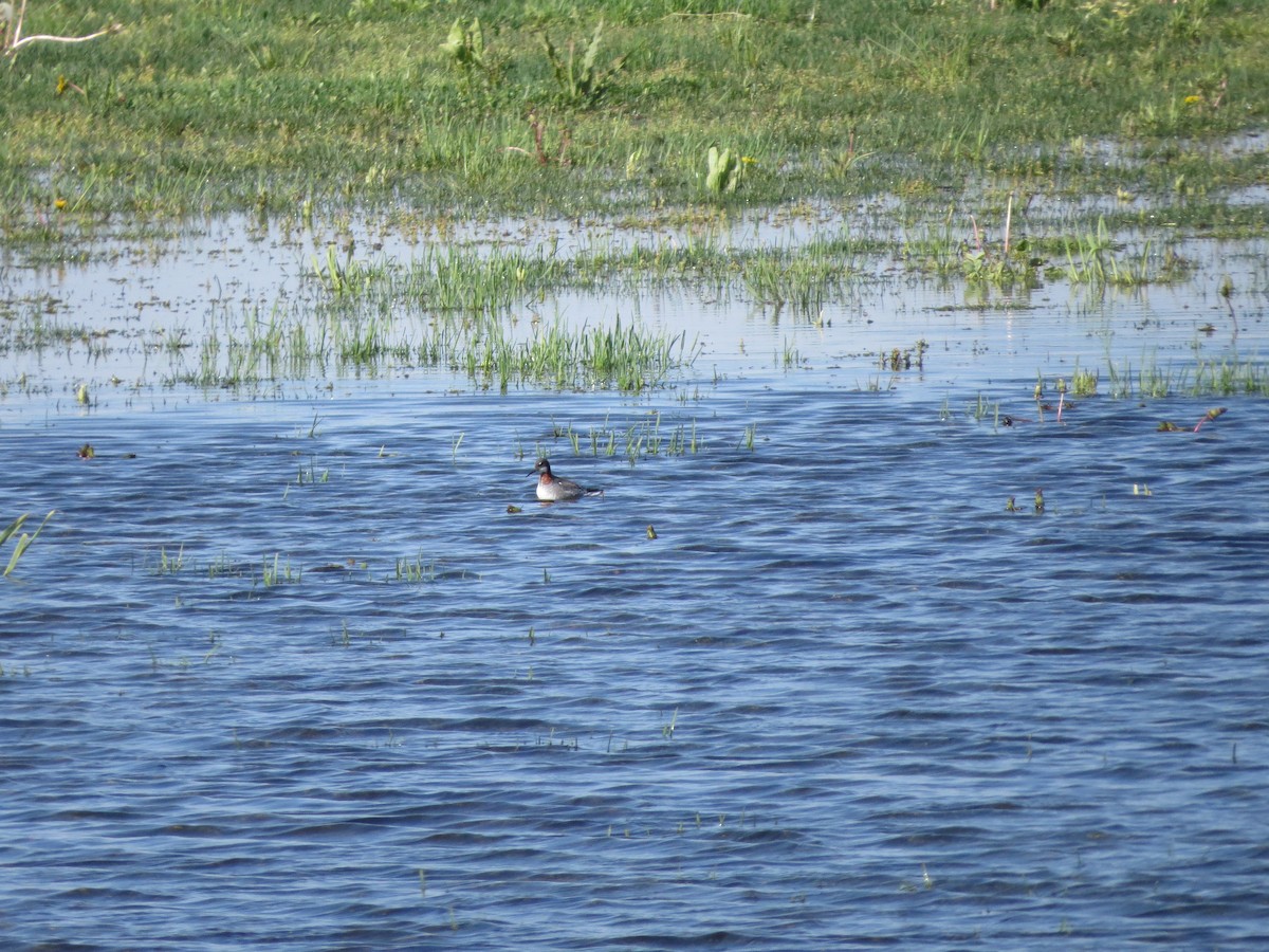svømmesnipe - ML237050871