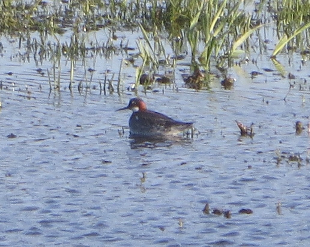 svømmesnipe - ML237051681