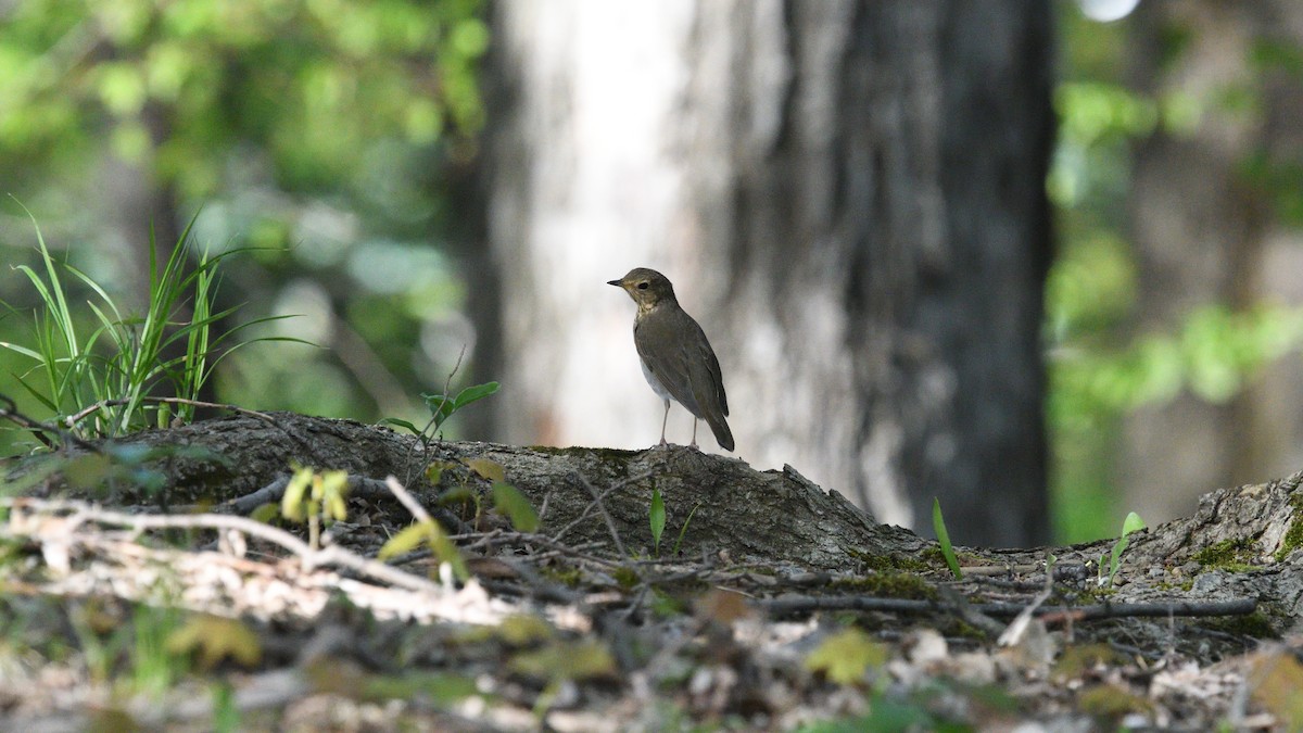 Swainson's Thrush (Olive-backed) - ML237054371