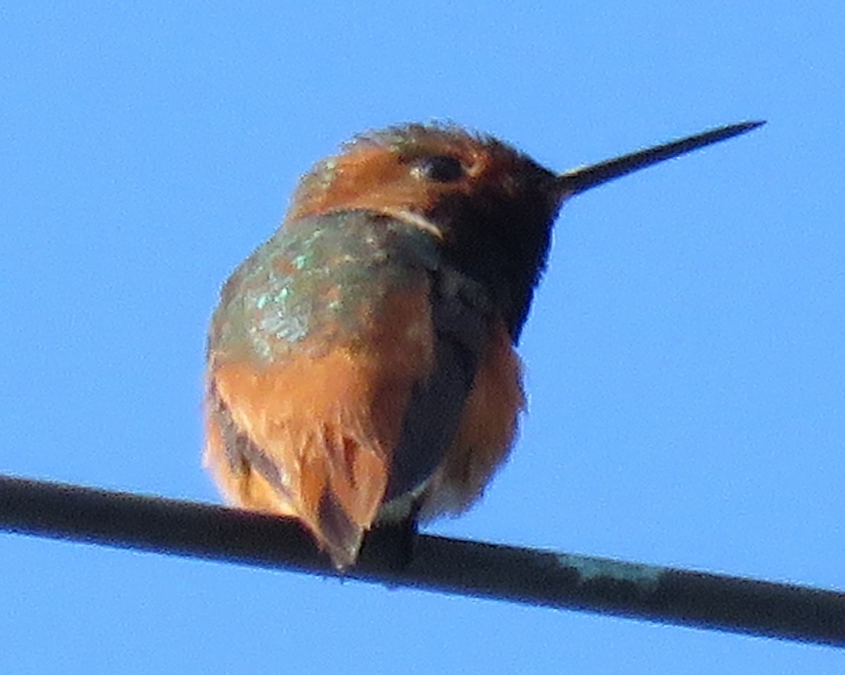 Allen's Hummingbird - ML237054441