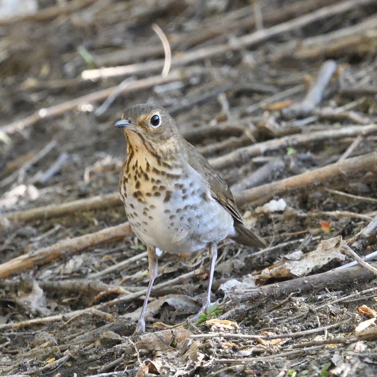 Swainson's Thrush (Olive-backed) - ML237054581