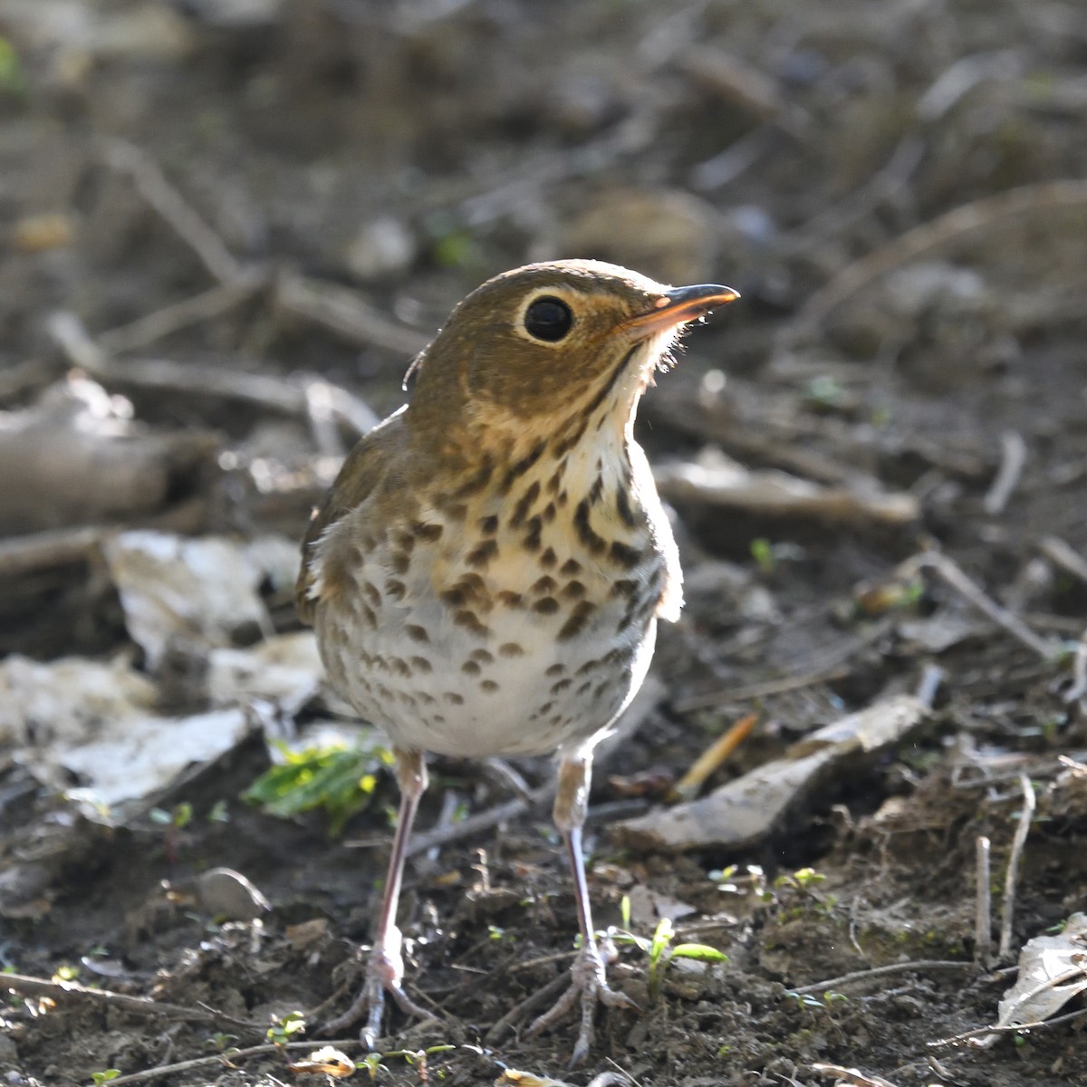 Swainson's Thrush (Olive-backed) - ML237054781