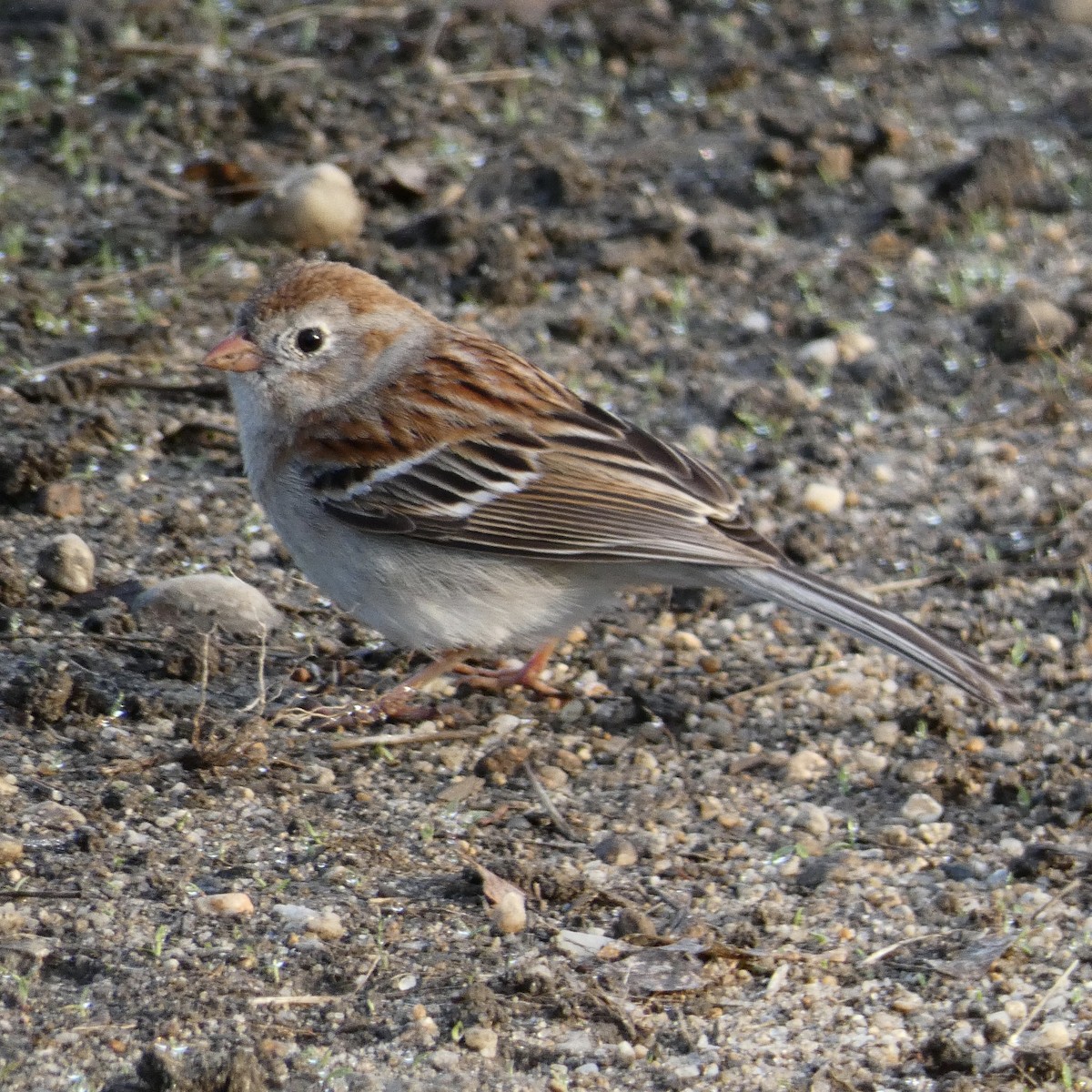 Field Sparrow - ML237055641