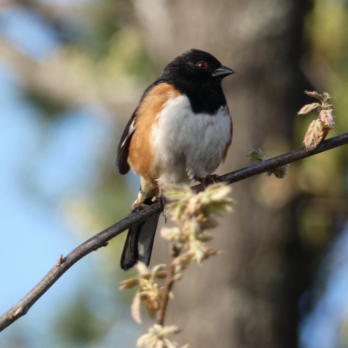 Eastern Towhee - ML237055701