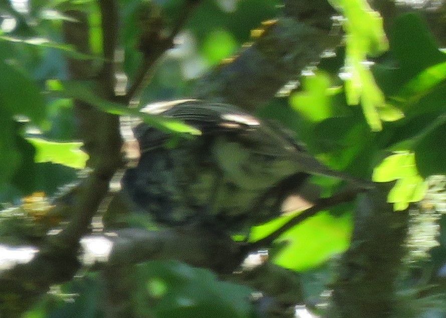 lesňáček sp. (Parulidae sp.) - ML237057421