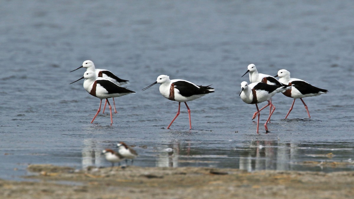 Banded Stilt - Andrew Spencer