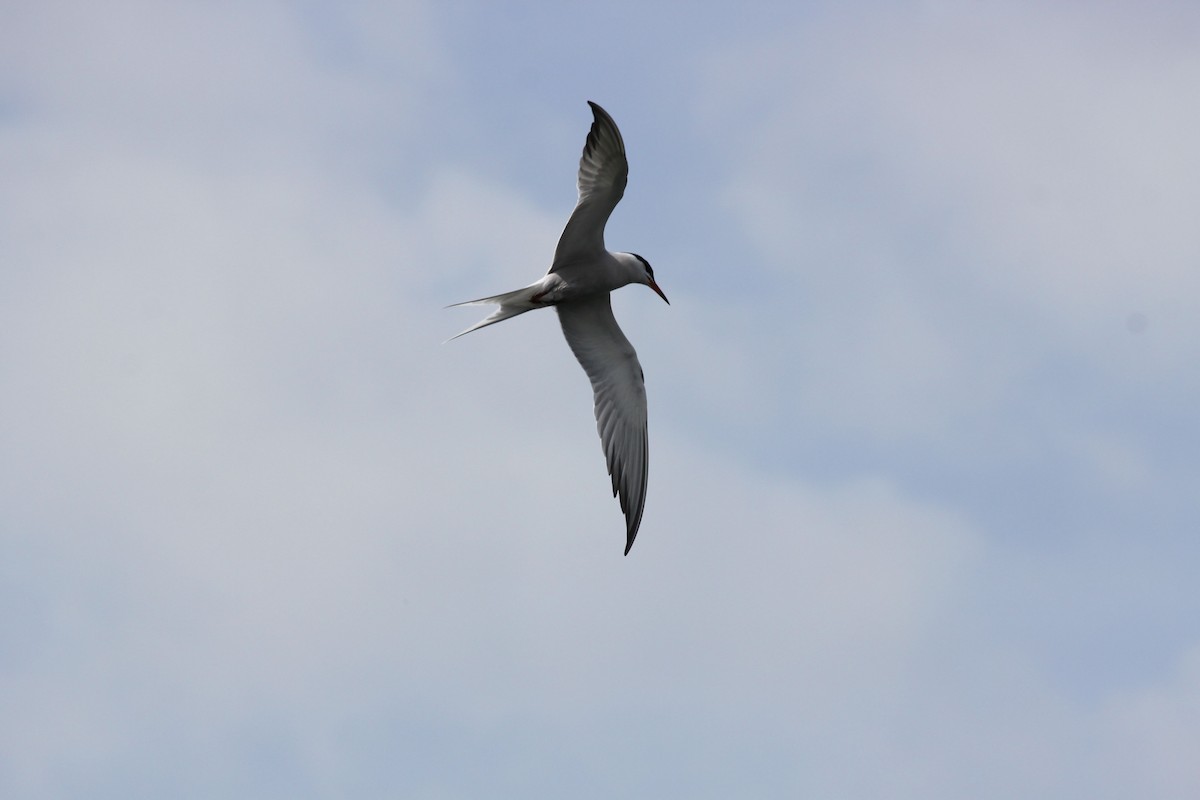 Common Tern - ML237058511