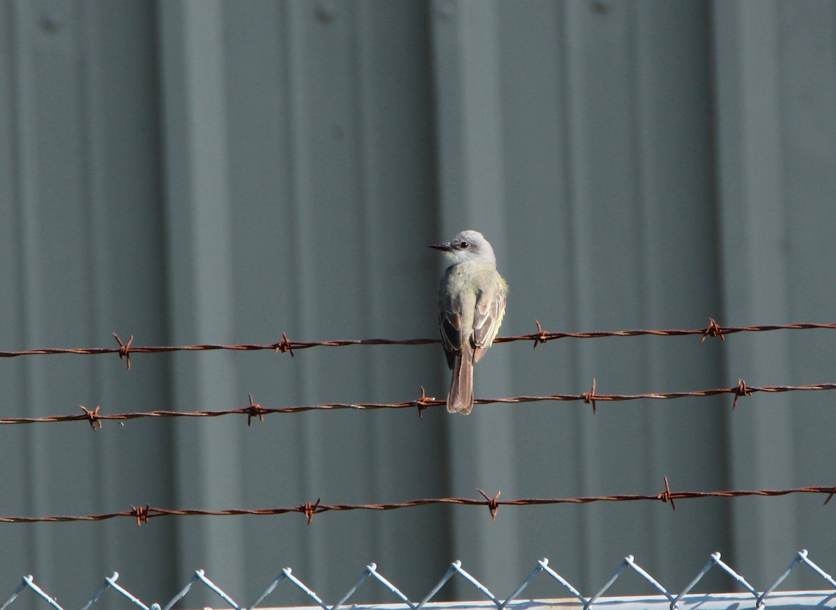 Tropical Kingbird - ML23705941