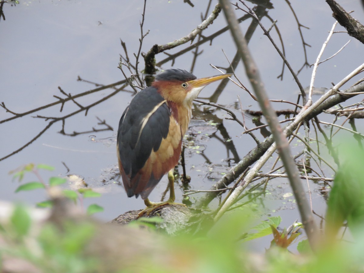 Least Bittern - ML237059611