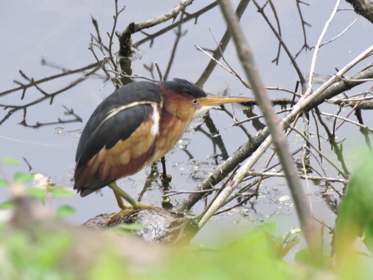 Least Bittern - ML237061061