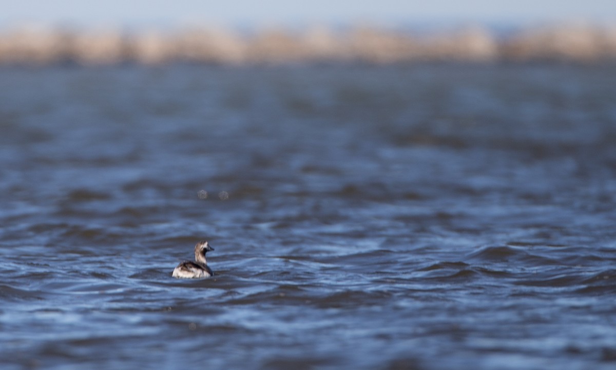 Long-tailed Duck - ML237061421