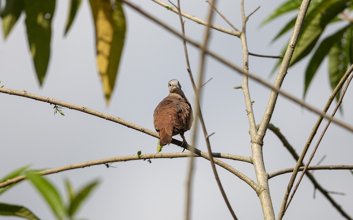 Ruddy Ground Dove - ML237062211