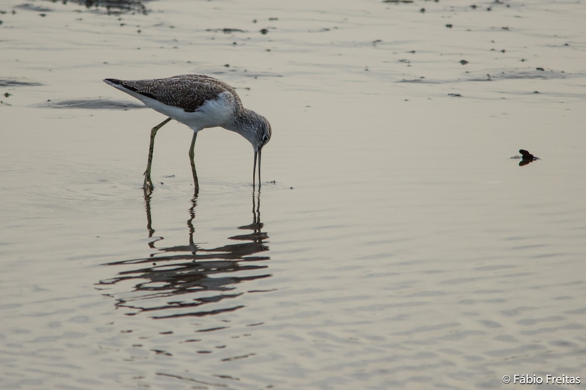 Common Greenshank - ML23706251