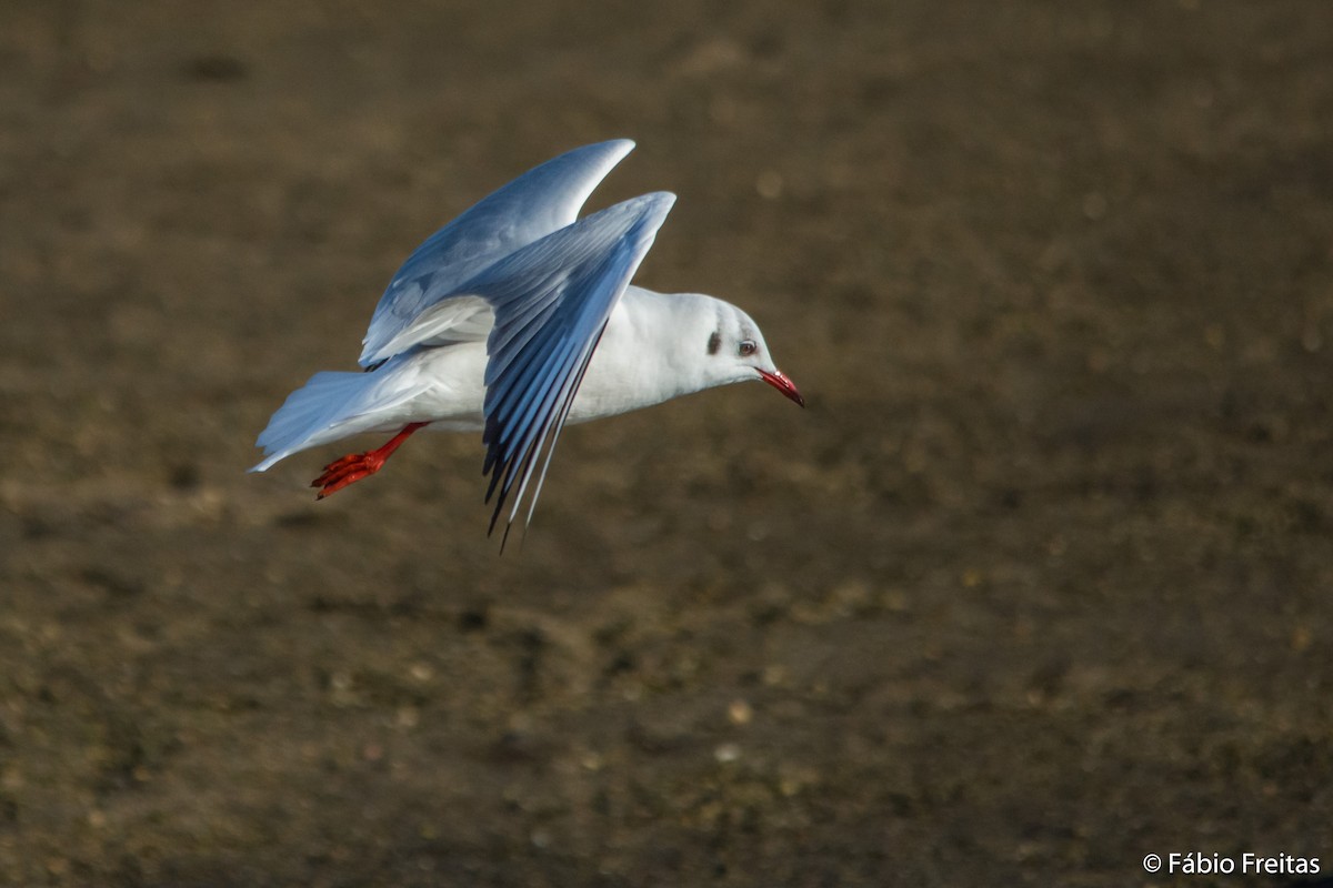 Black-headed Gull - ML23706291