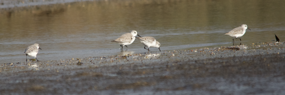 Bécasseau sanderling - ML23706311