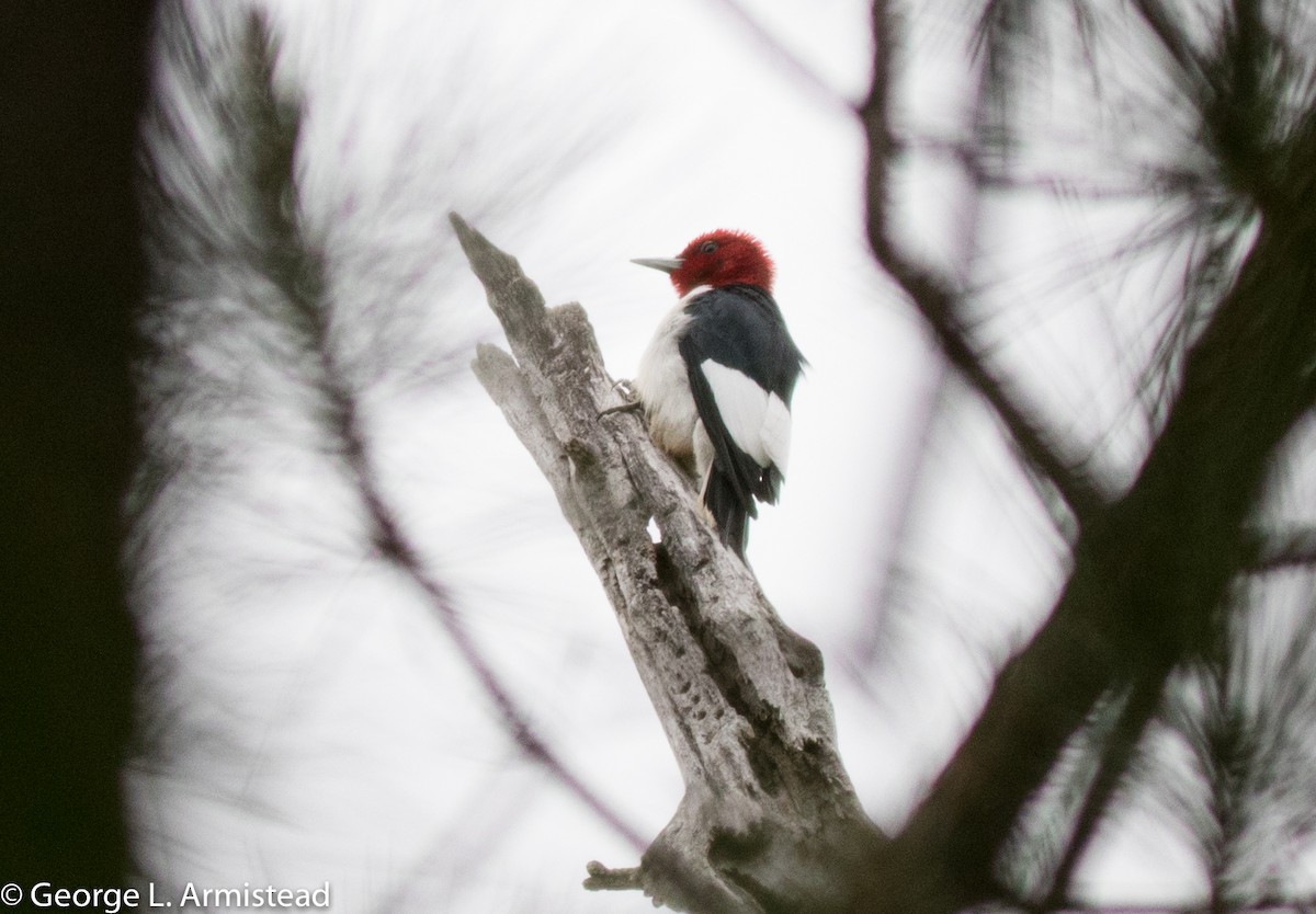 Red-headed Woodpecker - ML237065431