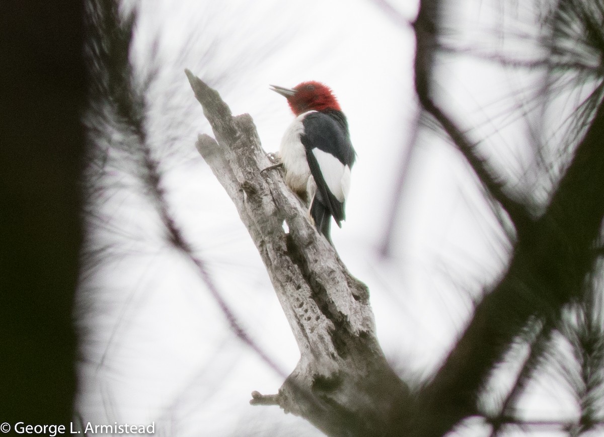 Red-headed Woodpecker - ML237065441