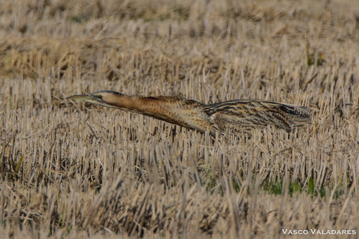 Eurasian Bittern - Vasco Valadares