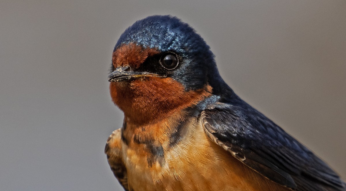 Barn Swallow - Garry  Sadler