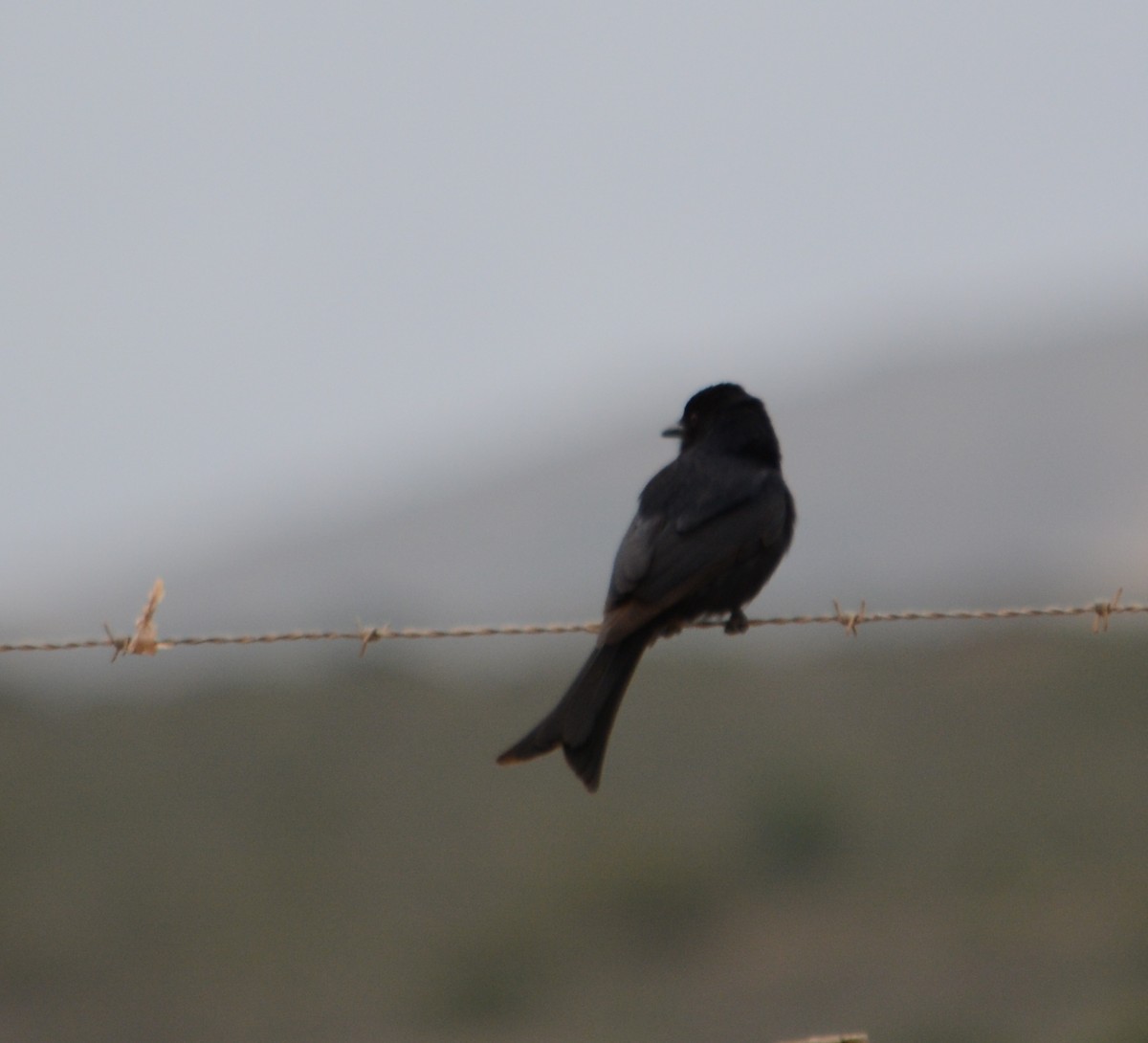 Fork-tailed Drongo - ML237072341