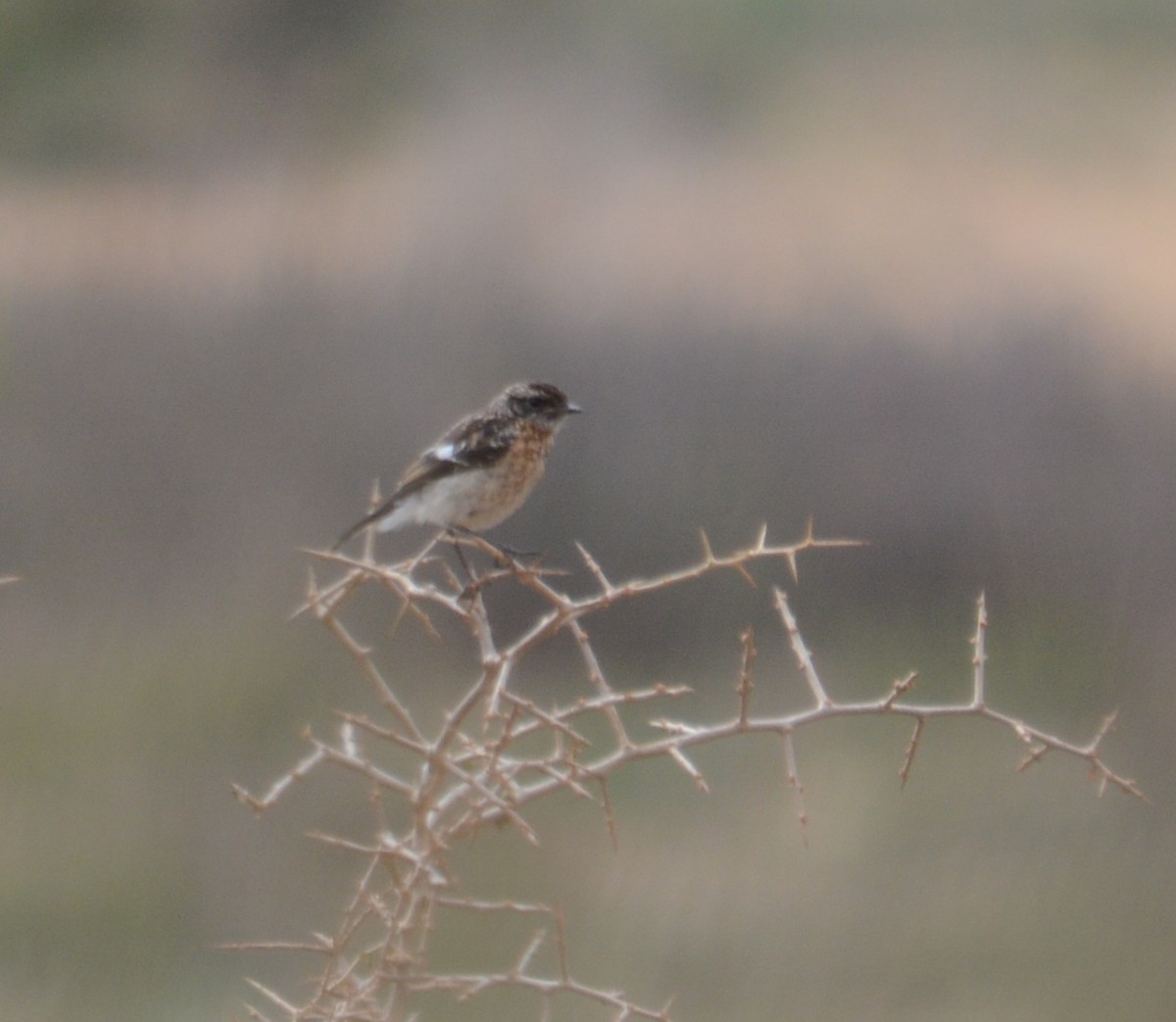 African Stonechat - ML237072401