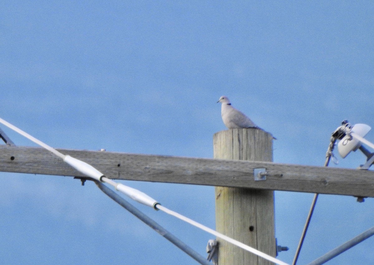 Eurasian Collared-Dove - Kalin Ocaña