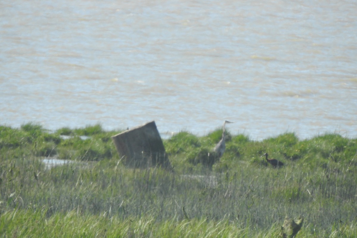 White-faced Ibis - ML237076541