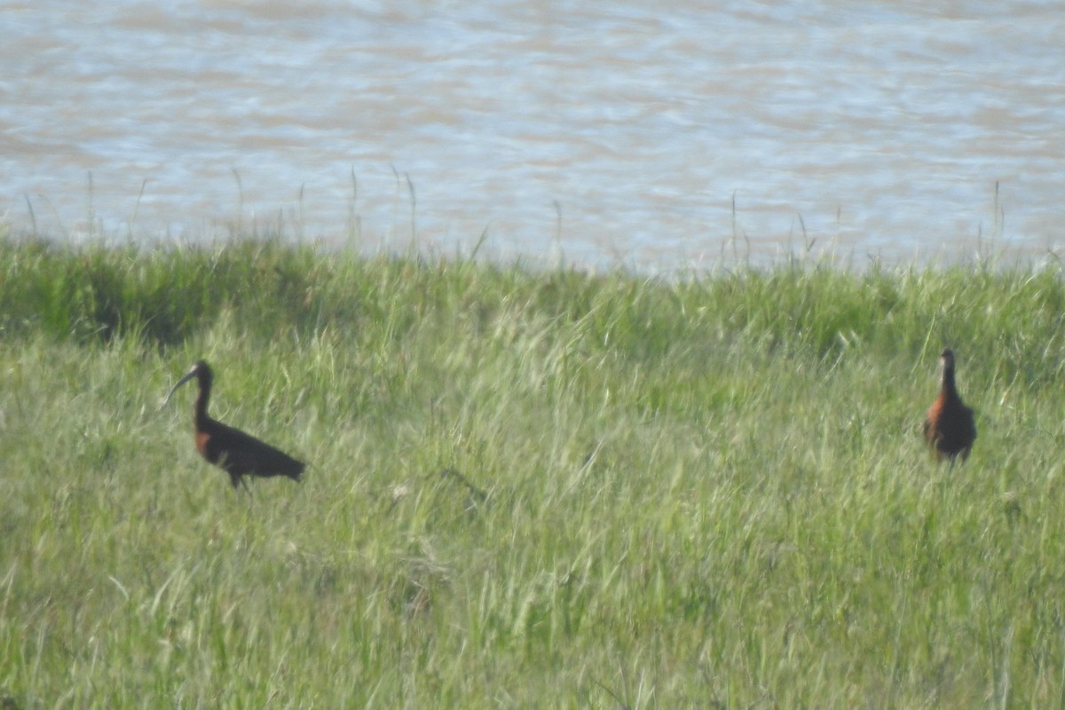 White-faced Ibis - Tor Svanoe