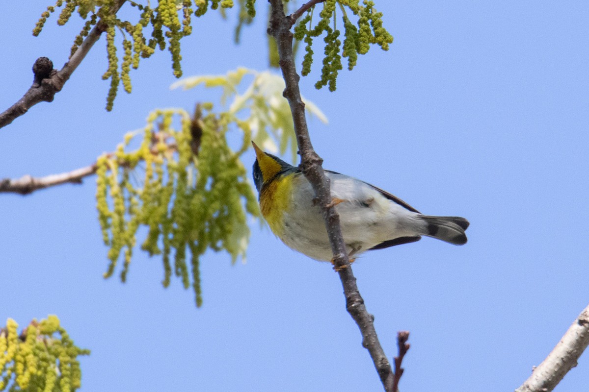 Northern Parula - Mark Millard