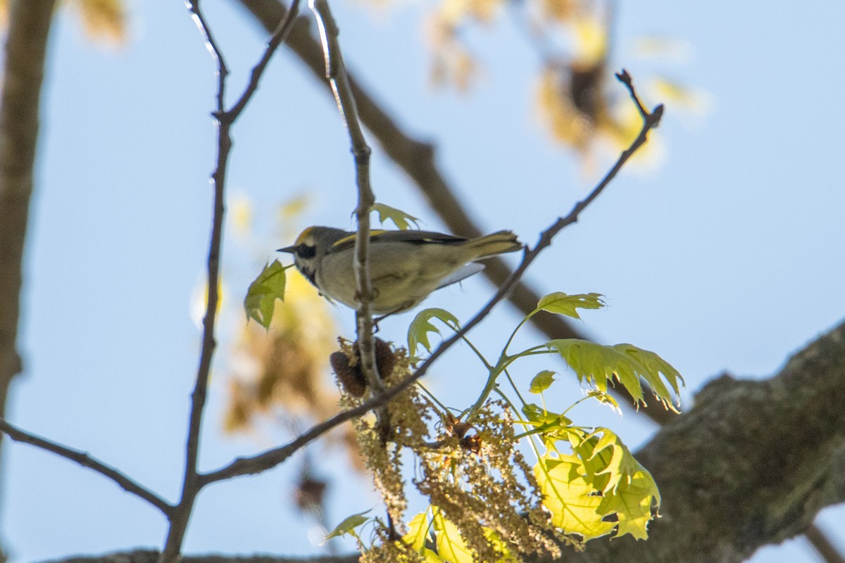 Golden-winged Warbler - Mark Millard