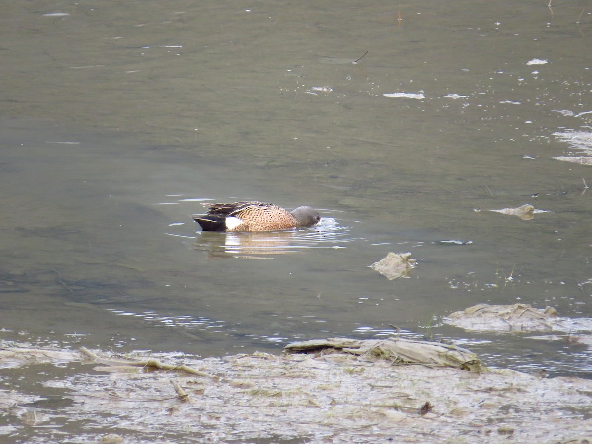 Blue-winged Teal - Chris Dale