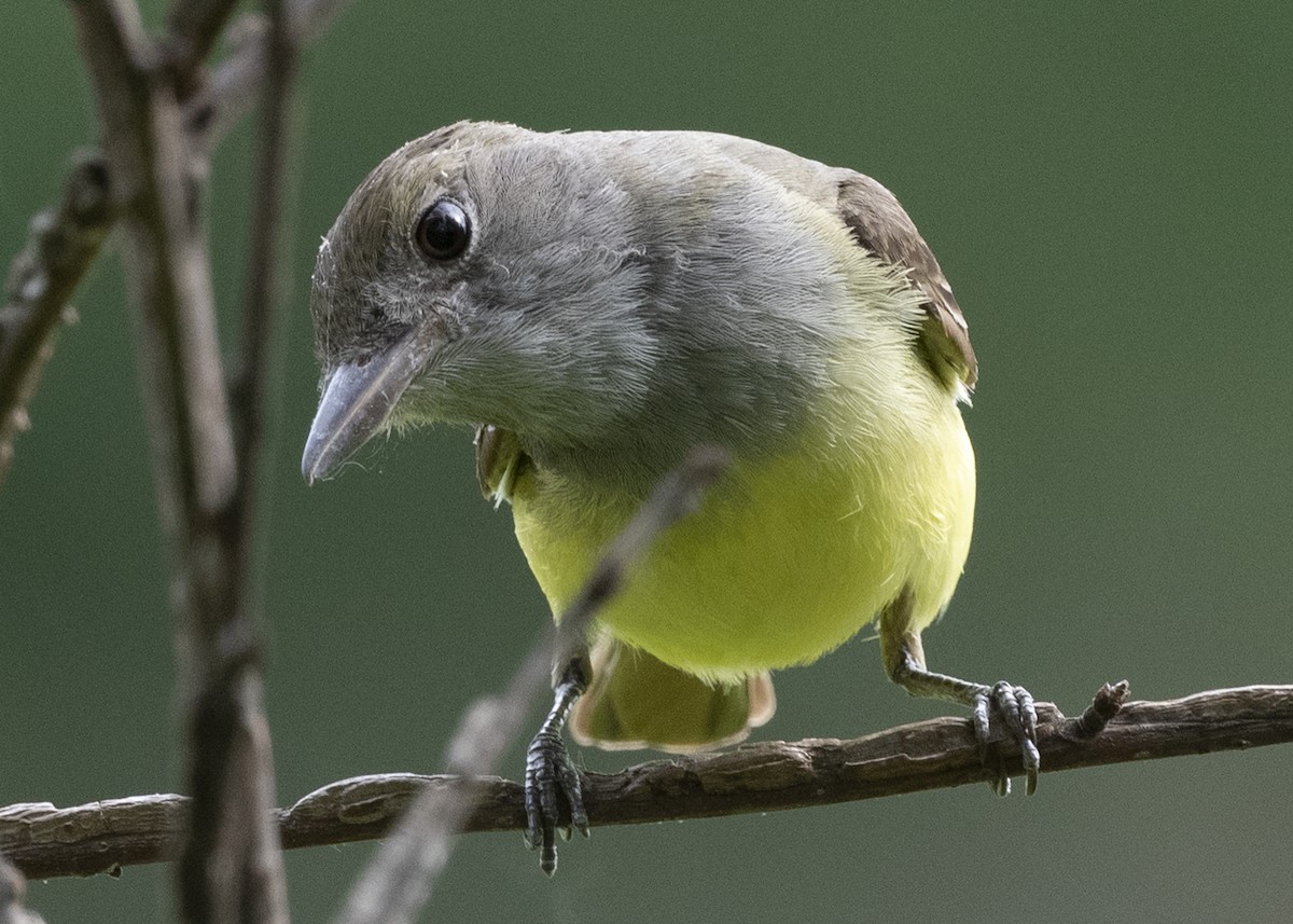 Great Crested Flycatcher - ML237083041