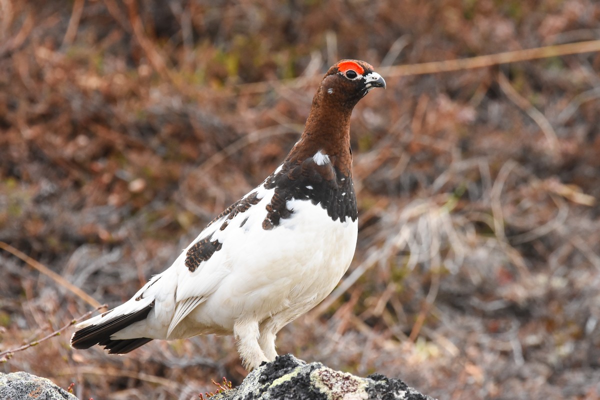 Willow Ptarmigan - ML237083331