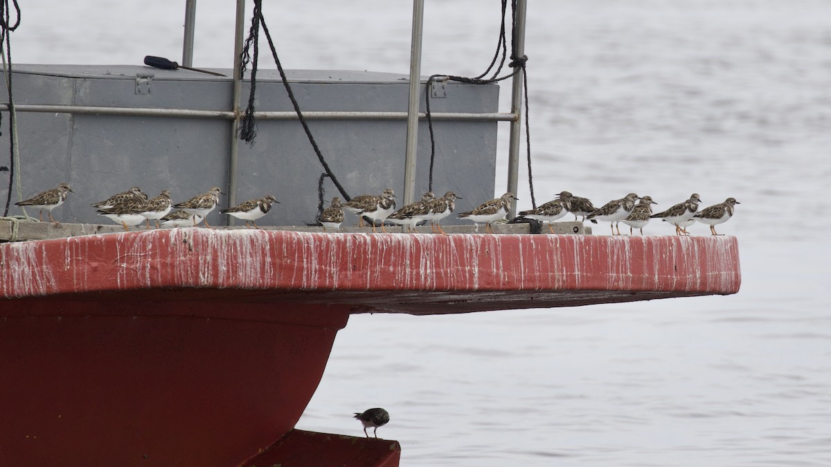 Ruddy Turnstone - ML237083551