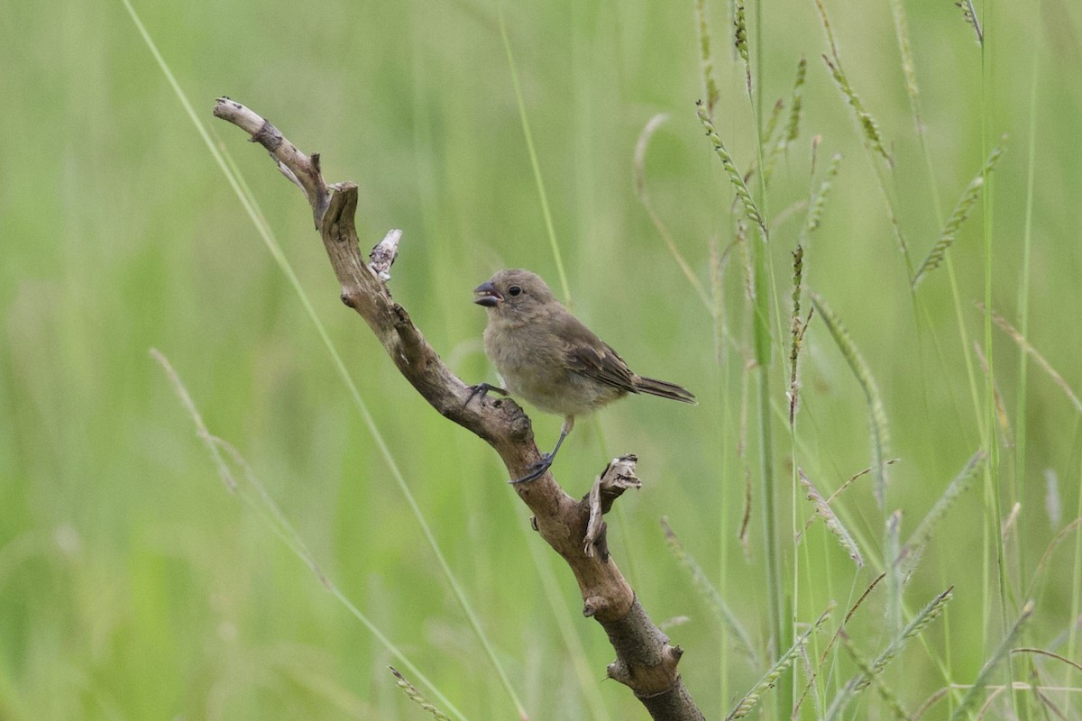 Yellow-bellied/Dubois's Seedeater - ML237084191