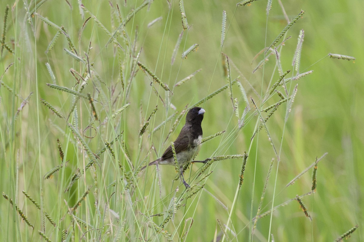 Yellow-bellied/Dubois's Seedeater - ML237084201