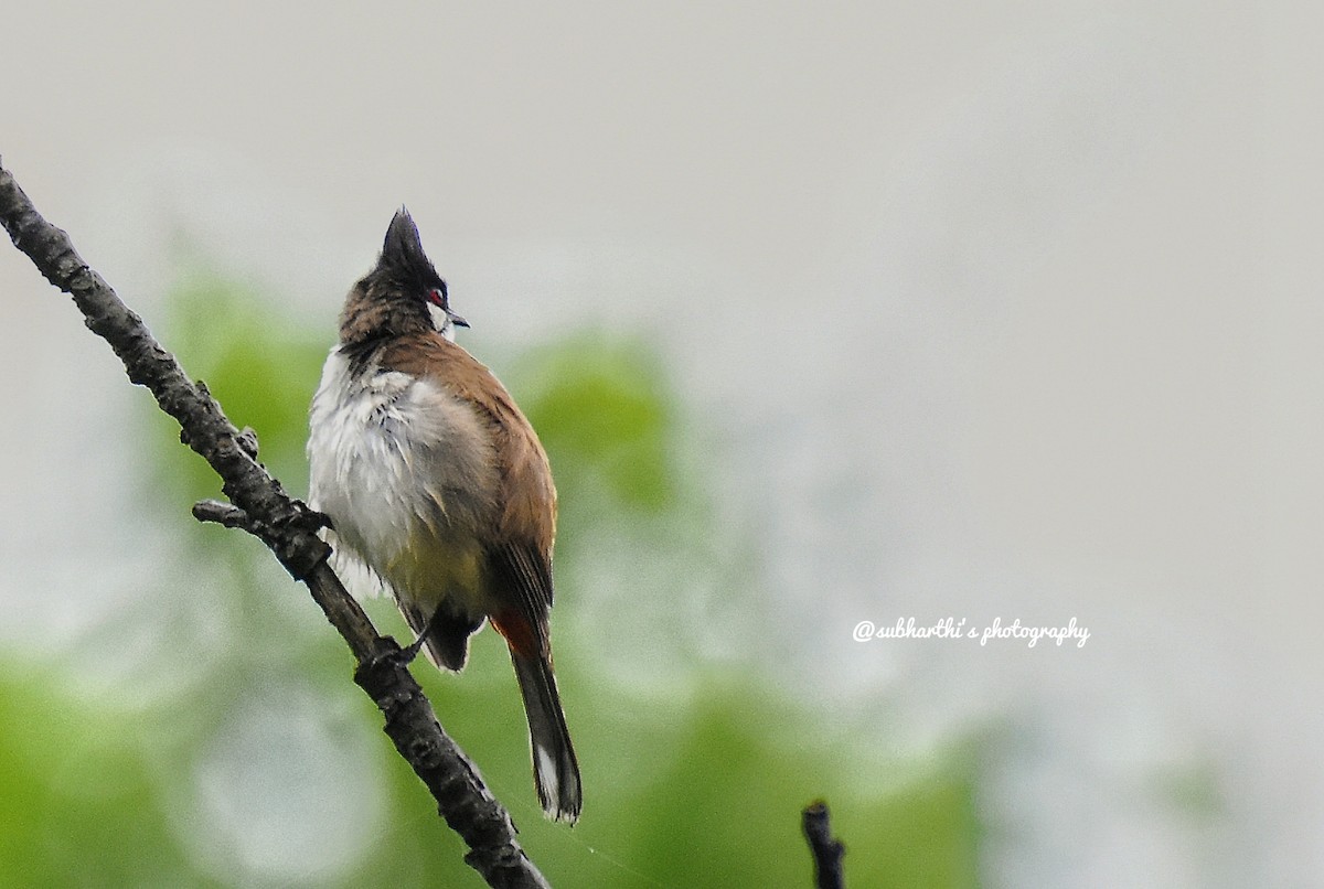 Red-whiskered Bulbul - Subharthi chattopadhyay