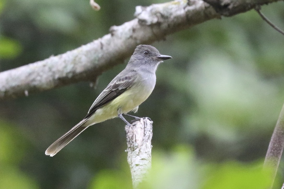 Apical Flycatcher - Knut Hansen