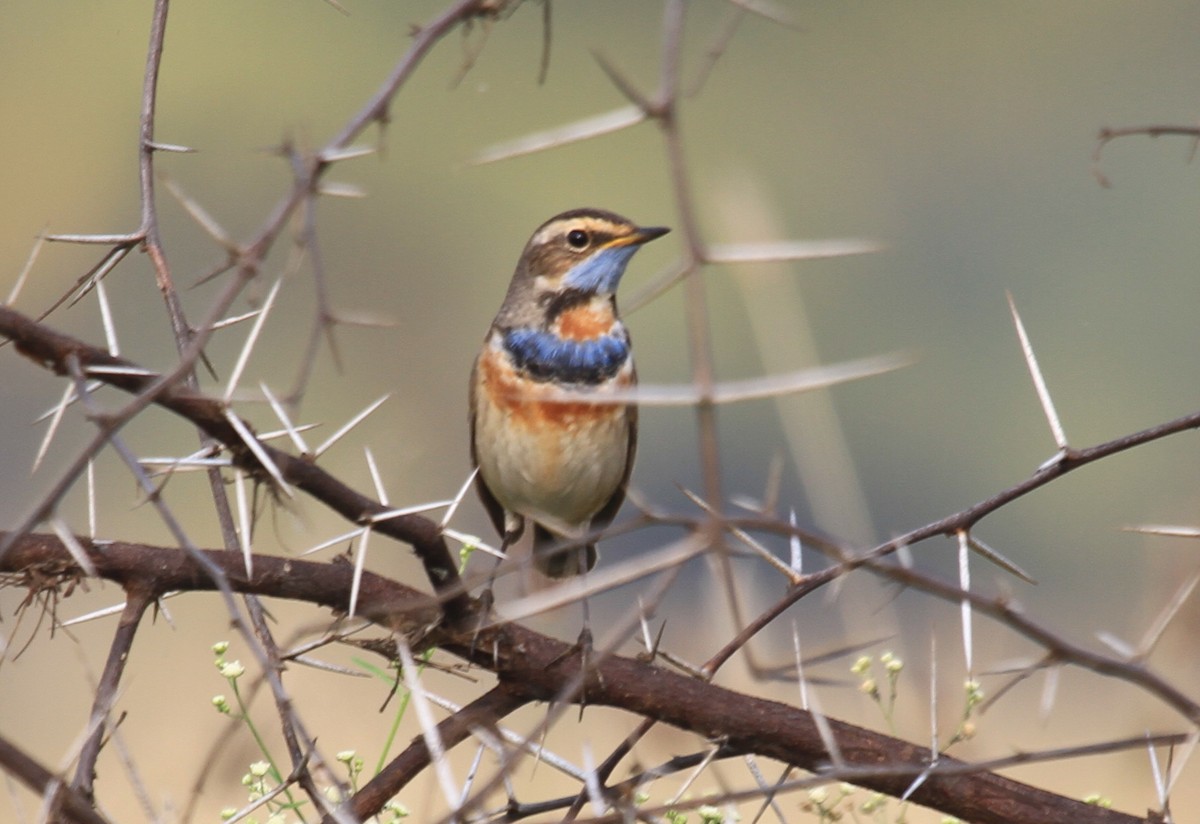 Bluethroat - ML23708511