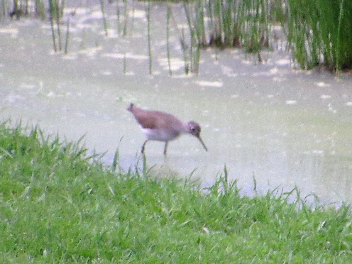 Solitary Sandpiper - ML237086231