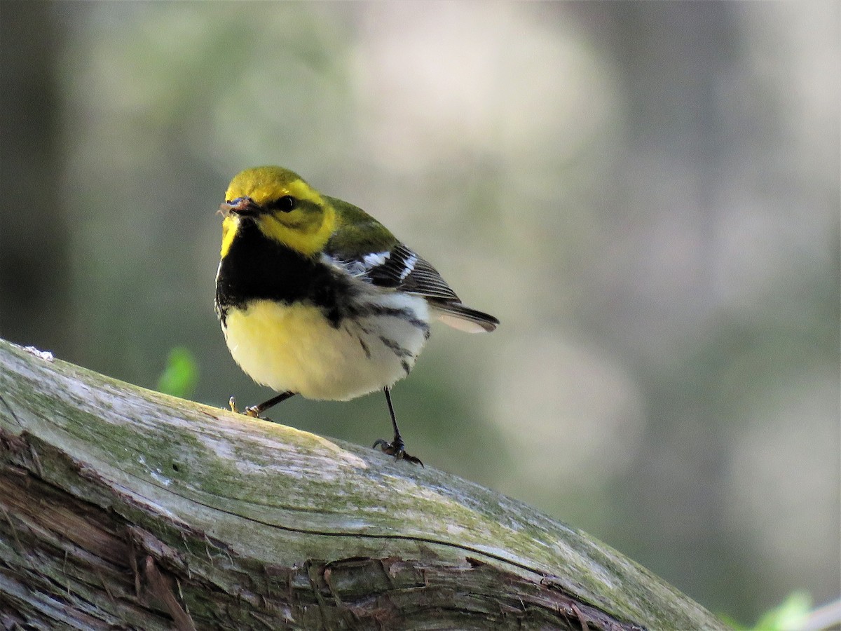 Black-throated Green Warbler - ML237086711