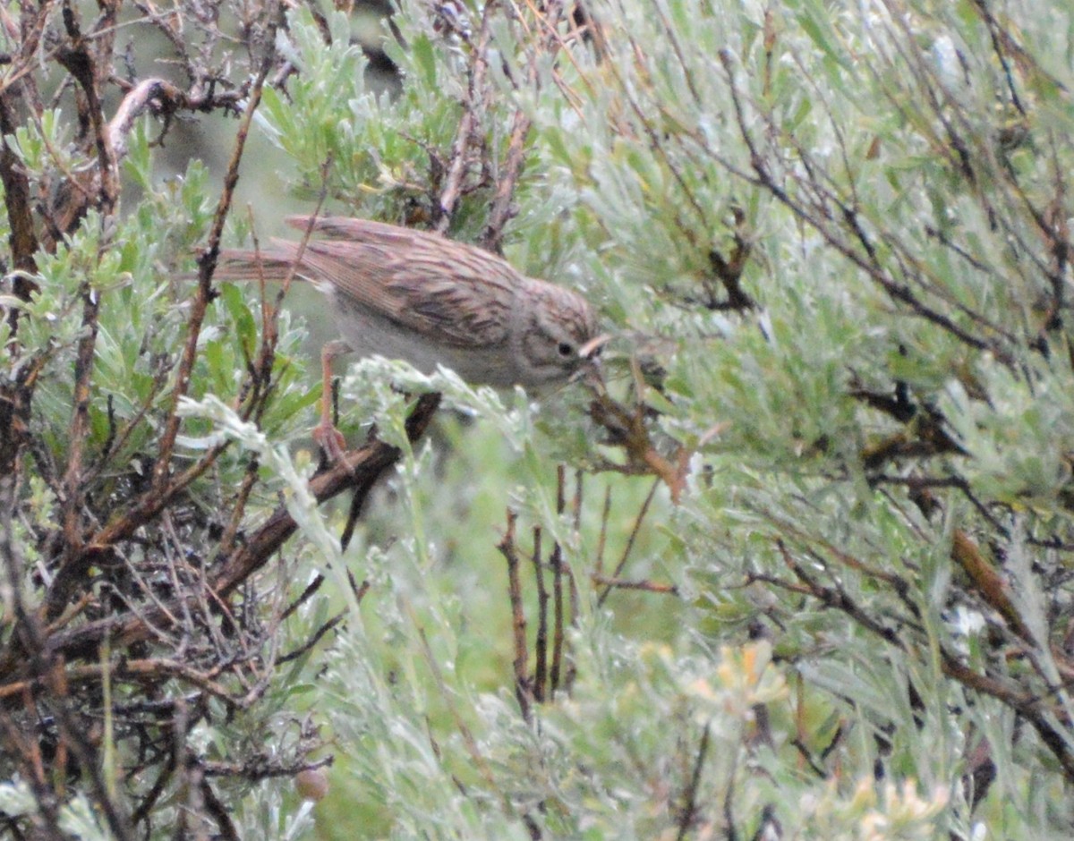 Brewer's Sparrow - Kimberly Hill Grundman