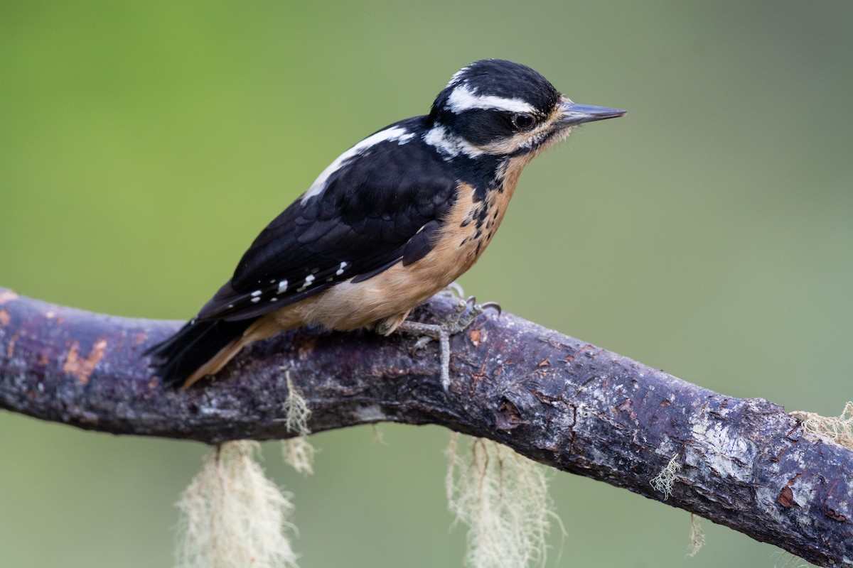 Hairy Woodpecker - ML237088741